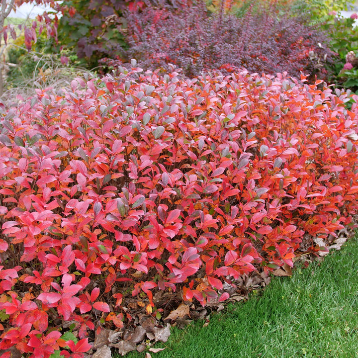 Low Scape Mound® Aronia (Aronia melanocarpa)