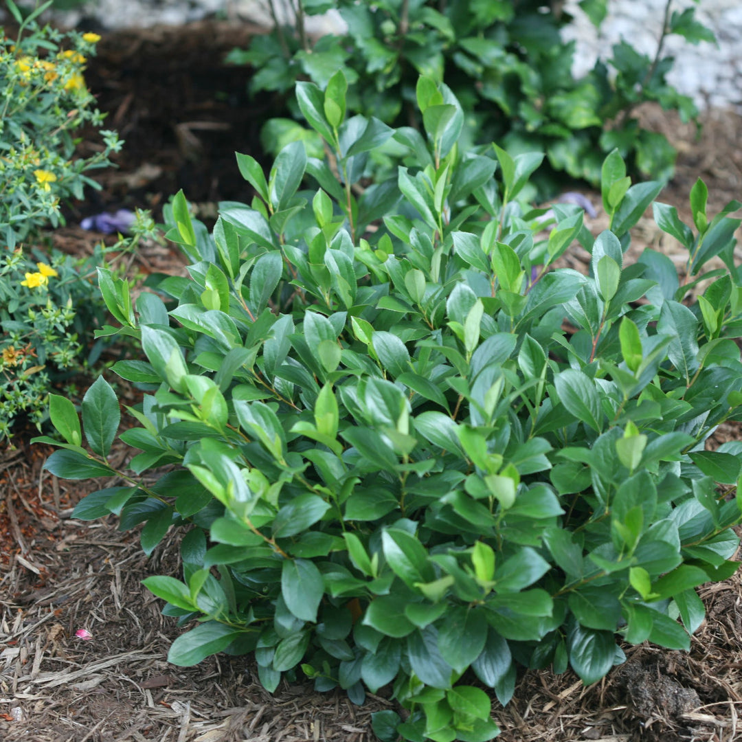 Low Scape Mound® Aronia (Aronia melanocarpa)
