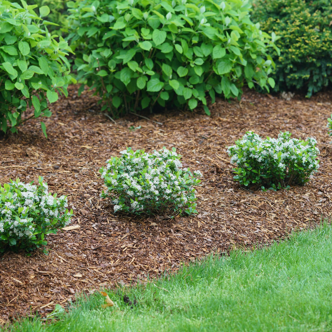 Low Scape Mound® Aronia (Aronia melanocarpa)