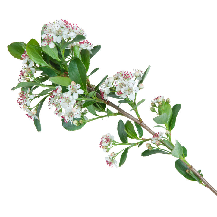 Low Scape Mound® Aronia (Aronia melanocarpa)