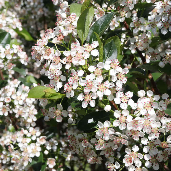 Low Scape Snowfire® Aronia (Aronia melanocarpa)