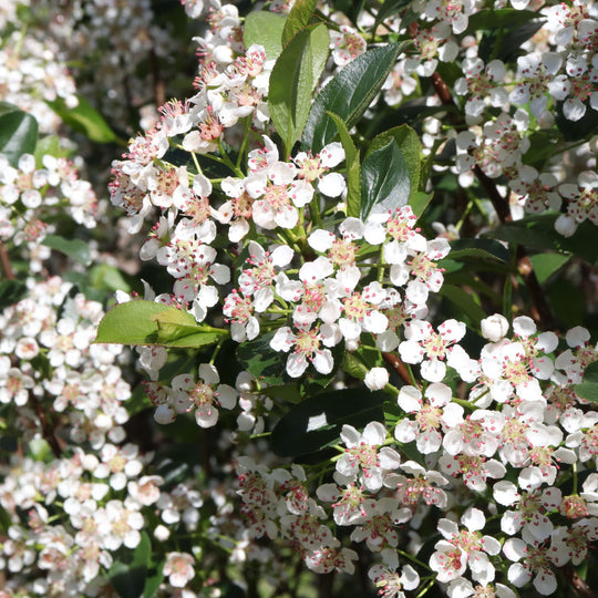 Low Scape Snowfire® Aronia (Aronia melanocarpa)