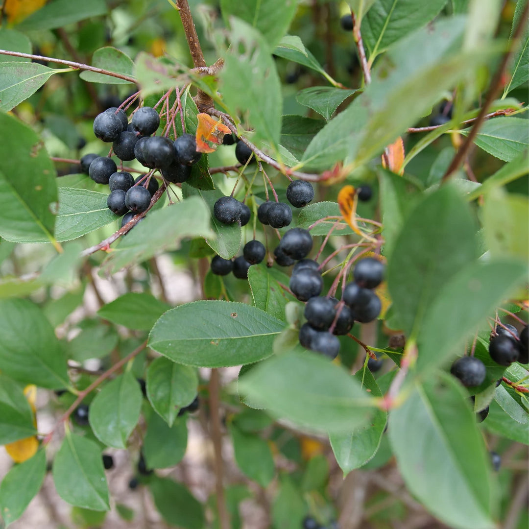 Low Scape Snowfire® Aronia (Aronia melanocarpa)