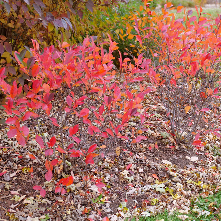 Low Scape Snowfire® Aronia (Aronia melanocarpa)