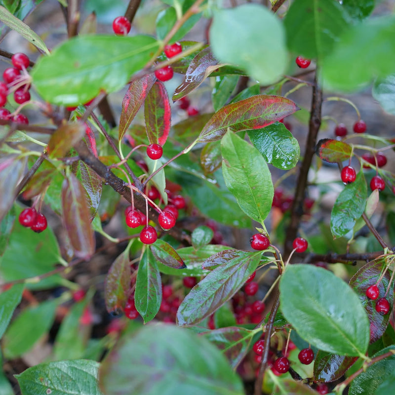 Berry Scape™ Aronia (Aronia arbutifolia)