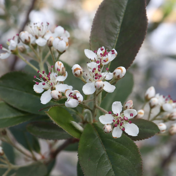 Berry Scape® Red Aronia (Aronia arbutifolia)