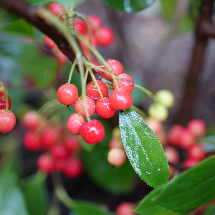 Berry Scape® Red Aronia (Aronia arbutifolia)