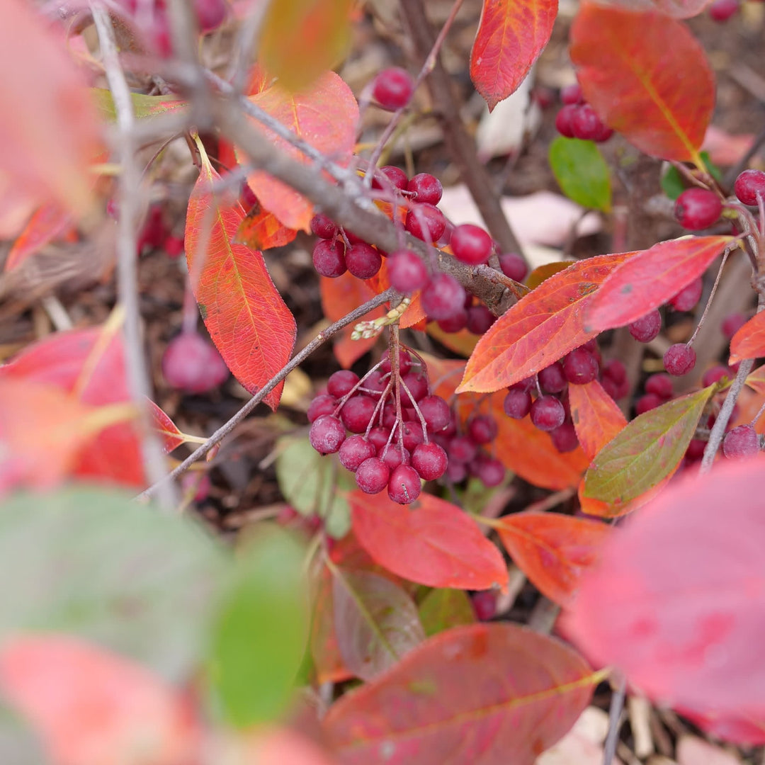 Berry Scape® Red Aronia (Aronia arbutifolia)