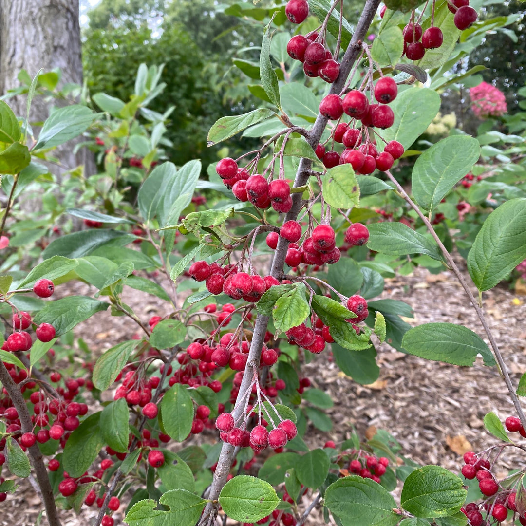 Red Aronia | Berry Scape®