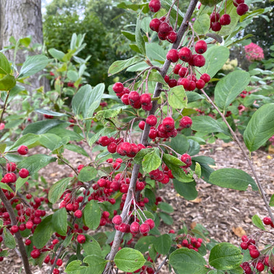 Berry Scape™ Aronia (Aronia arbutifolia)