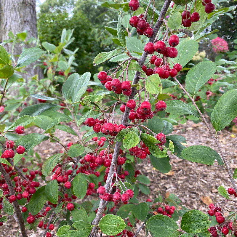 Berry Scape™ Aronia (Aronia arbutifolia)