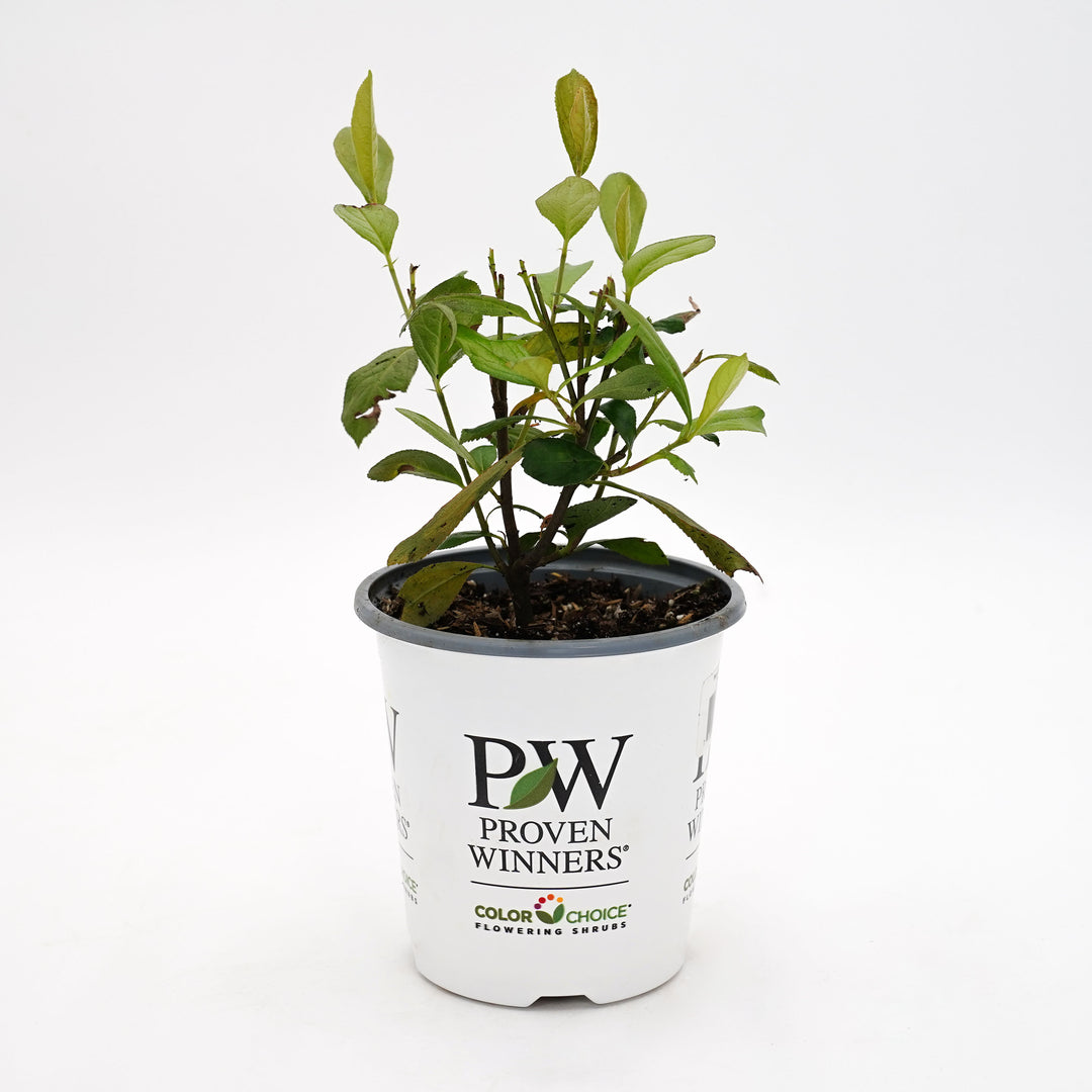 Berry Scape® Red Aronia (Aronia arbutifolia)