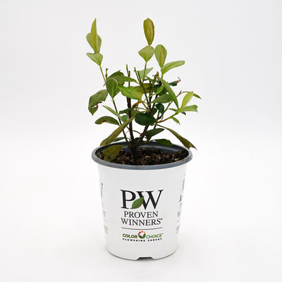 Berry Scape™ Aronia (Aronia arbutifolia)