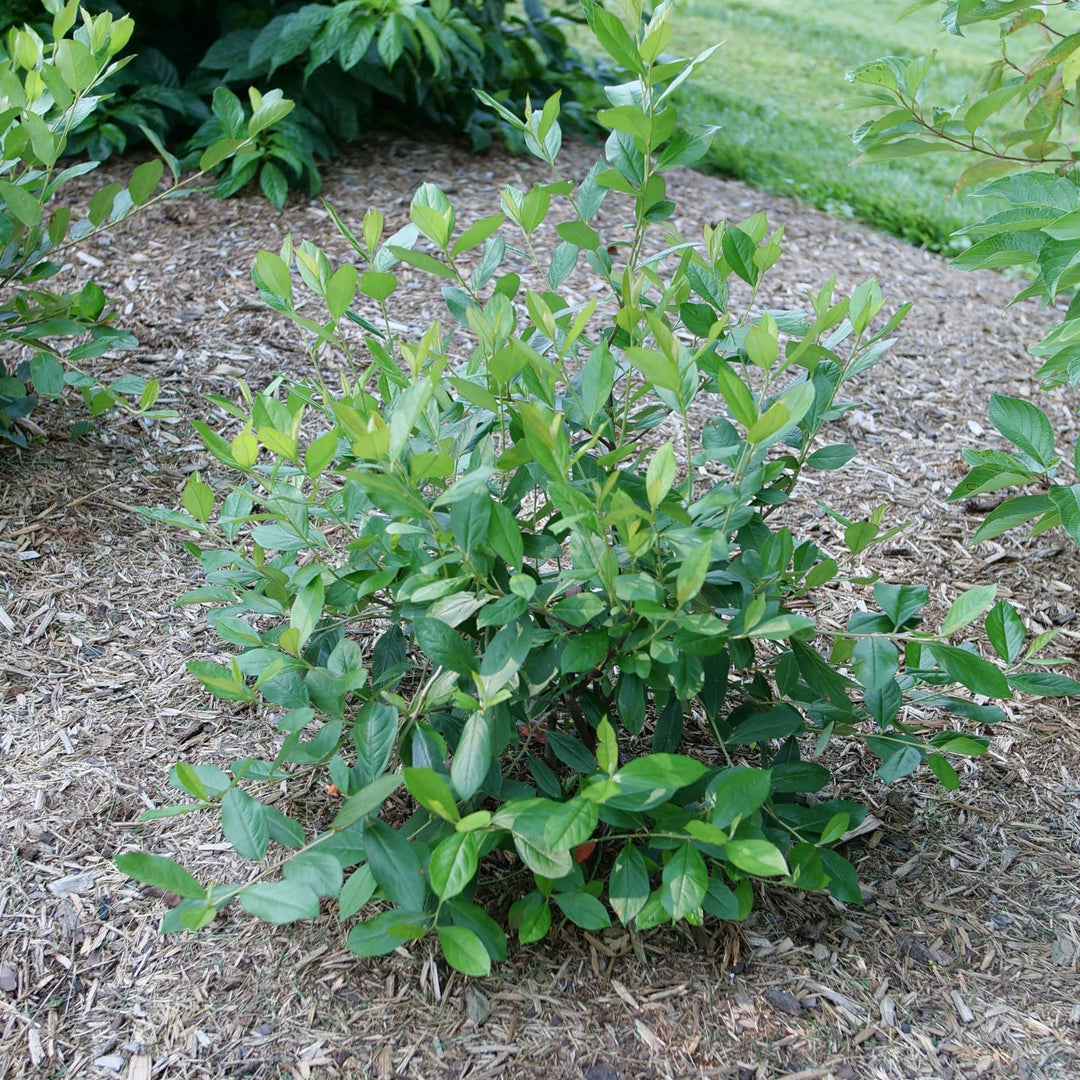 Berry Scape® Red Aronia (Aronia arbutifolia)