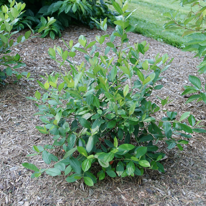 Berry Scape® Red Aronia (Aronia arbutifolia)