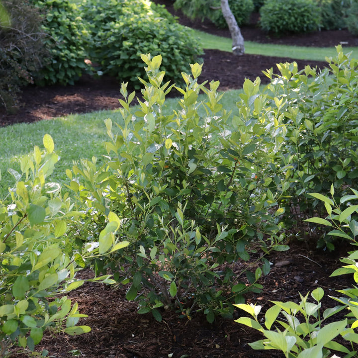 Berry Scape® Red Aronia (Aronia arbutifolia)