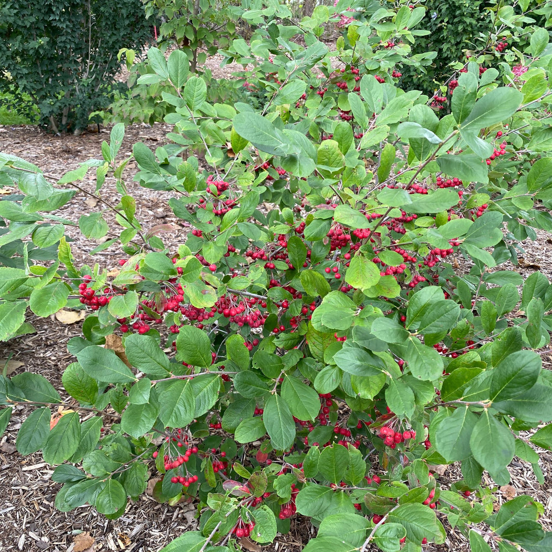 Berry Scape® Red Aronia (Aronia arbutifolia)