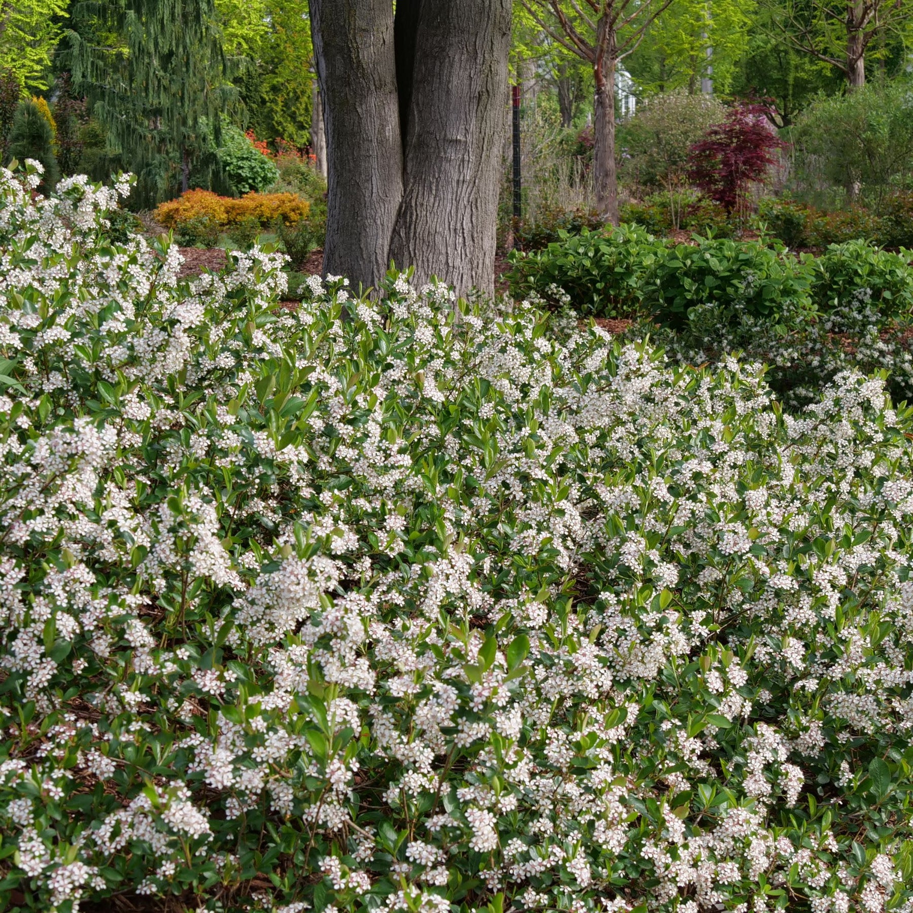Aronia | Ground Hug® | Proven Winners® Shrubs – Proven Winners Direct™