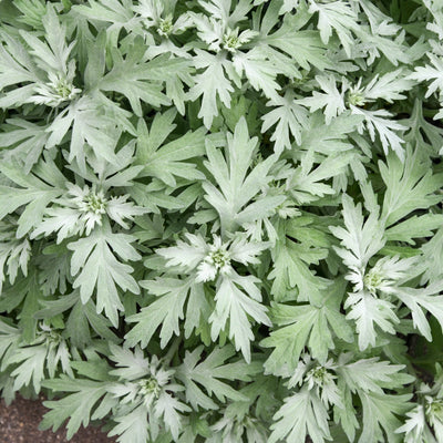 'Silver Lining' White Sagebrush up close.