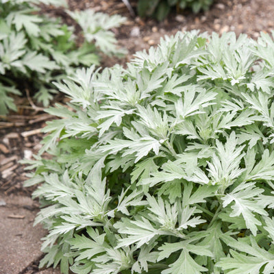 'Silver Lining' White Sagebrush up close.