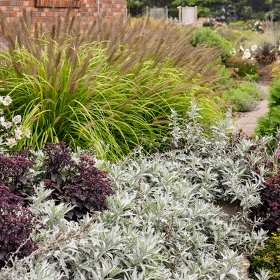 'Silver Lining' White Sagebrush (Artemisia hybrid)