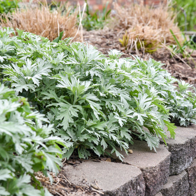 'Silver Lining' White Sagebrush in use.