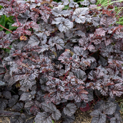 'Dark Side of the Moon' Astilbe (Astilbe hybrid)