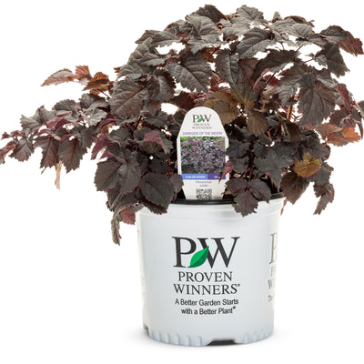 'Dark Side of the Moon' Astilbe (Astilbe hybrid)