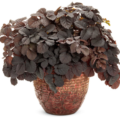 'Dark Side of the Moon' Astilbe (Astilbe hybrid)