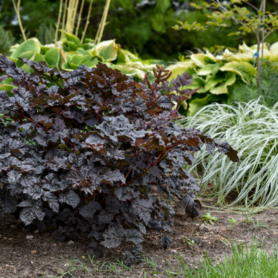 'Dark Side of the Moon' Astilbe in use.