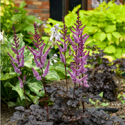 'Dark Side of the Moon' Astilbe in use.