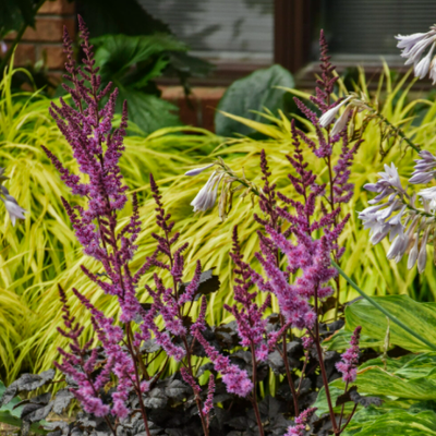 'Dark Side of the Moon' Astilbe in use.