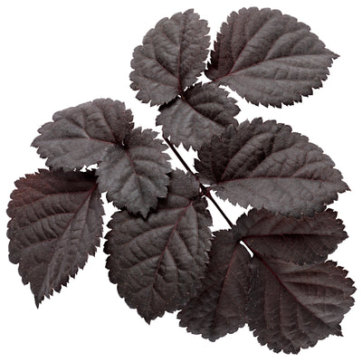 'Dark Side of the Moon' Astilbe (Astilbe hybrid)