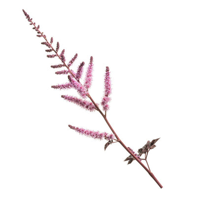 'Dark Side of the Moon' Astilbe (Astilbe hybrid)