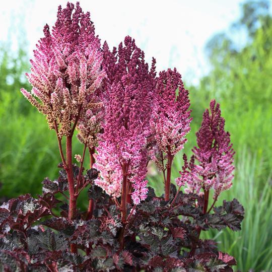 'Dragon's Lair' Astilbe (Astilbe hybrid) | Proven Winners® New Variety 2027
