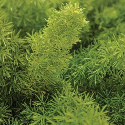 Myersii Foxtail Fern up close.