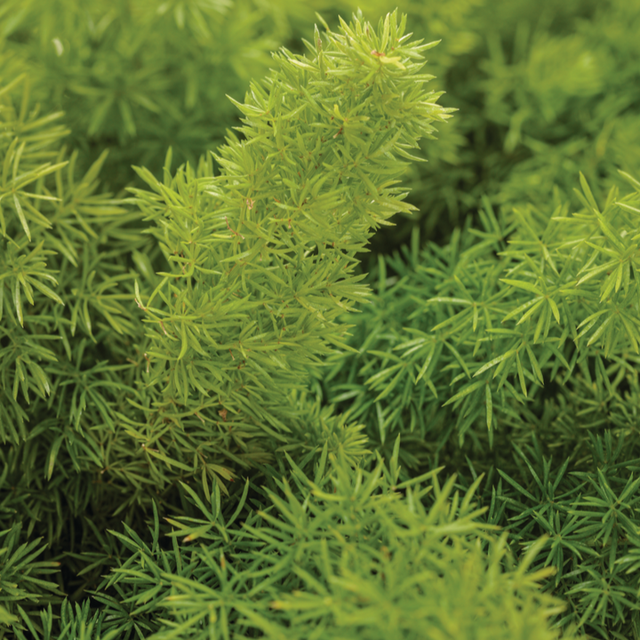 Foxtail Fern | Myersii | Proven Winners® Annuals – Proven Winners