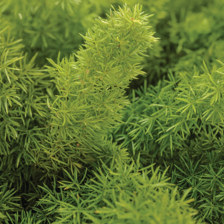 Myersii Foxtail Fern up close.