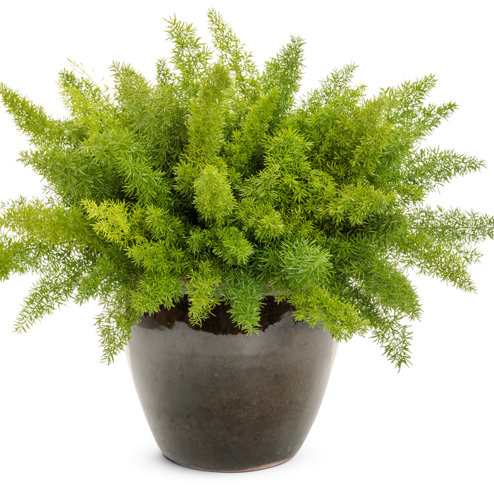 Myersii Foxtail Fern in use.