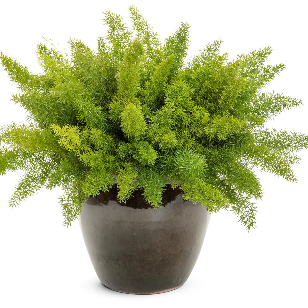 platycerium plant Staghorn Fern - Platycerium biforcatum - Exotic Houseplant