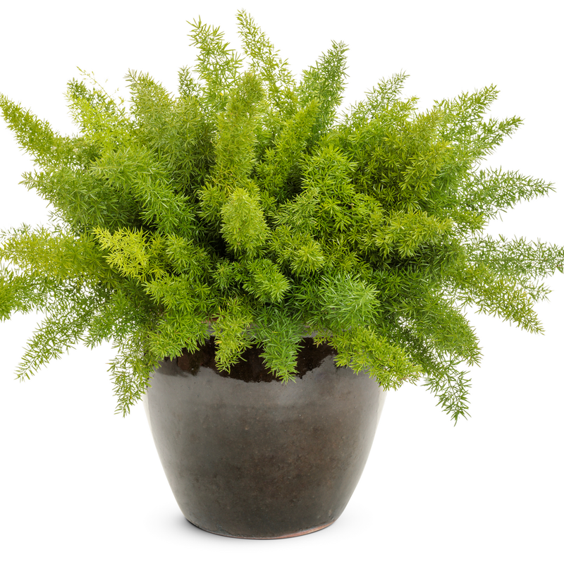 Myersii Foxtail Fern in use.