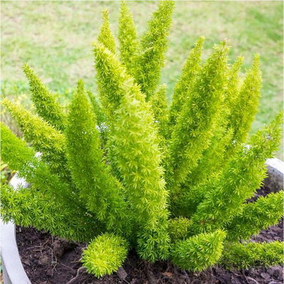 Myersii Foxtail Fern in use.