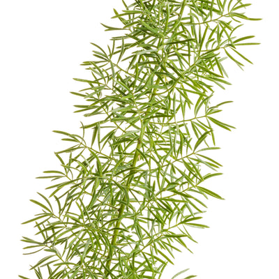 Myersii Foxtail Fern (Asparagus densiflorus)