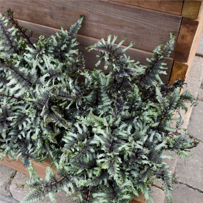 'Crested Surf' Crested Japanese Painted Fern (Athyrium niponicum)