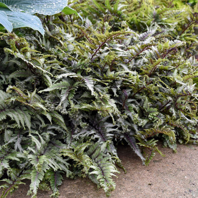 'Crested Surf' Crested Japanese Painted Fern (Athyrium niponicum)