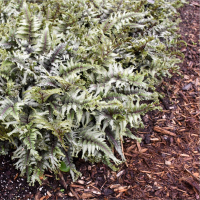 'Crested Surf' Crested Japanese Painted Fern (Athyrium niponicum)