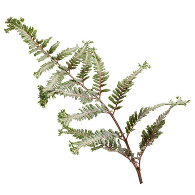 'Crested Surf' Crested Japanese Painted Fern (Athyrium niponicum)