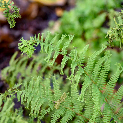 'Fronds Forever' Lady Fern (Athyrium filix-femina) | Proven Winners® New Variety 2025