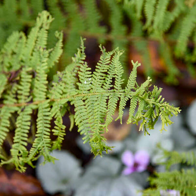 'Fronds Forever' Lady Fern (Athyrium filix-femina) | Proven Winners® New Variety 2025