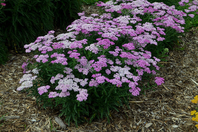 'Firefly Amethyst' Yarrow (Achillea hybrid)